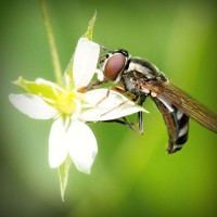 /album/ecosistema/photolia-a02-jpg/