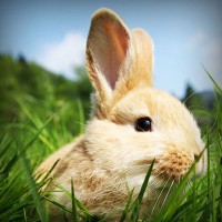 /album/ecosistema/photolia-a03-jpg/